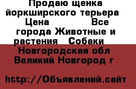 Продаю щенка йоркширского терьера  › Цена ­ 20 000 - Все города Животные и растения » Собаки   . Новгородская обл.,Великий Новгород г.